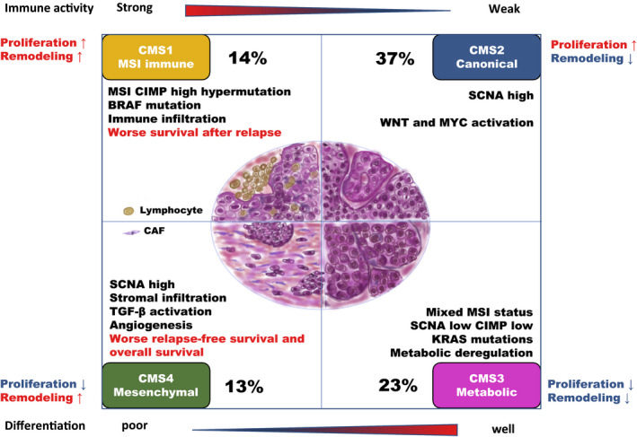 Subtypes in colorectal cancer: CMS classification