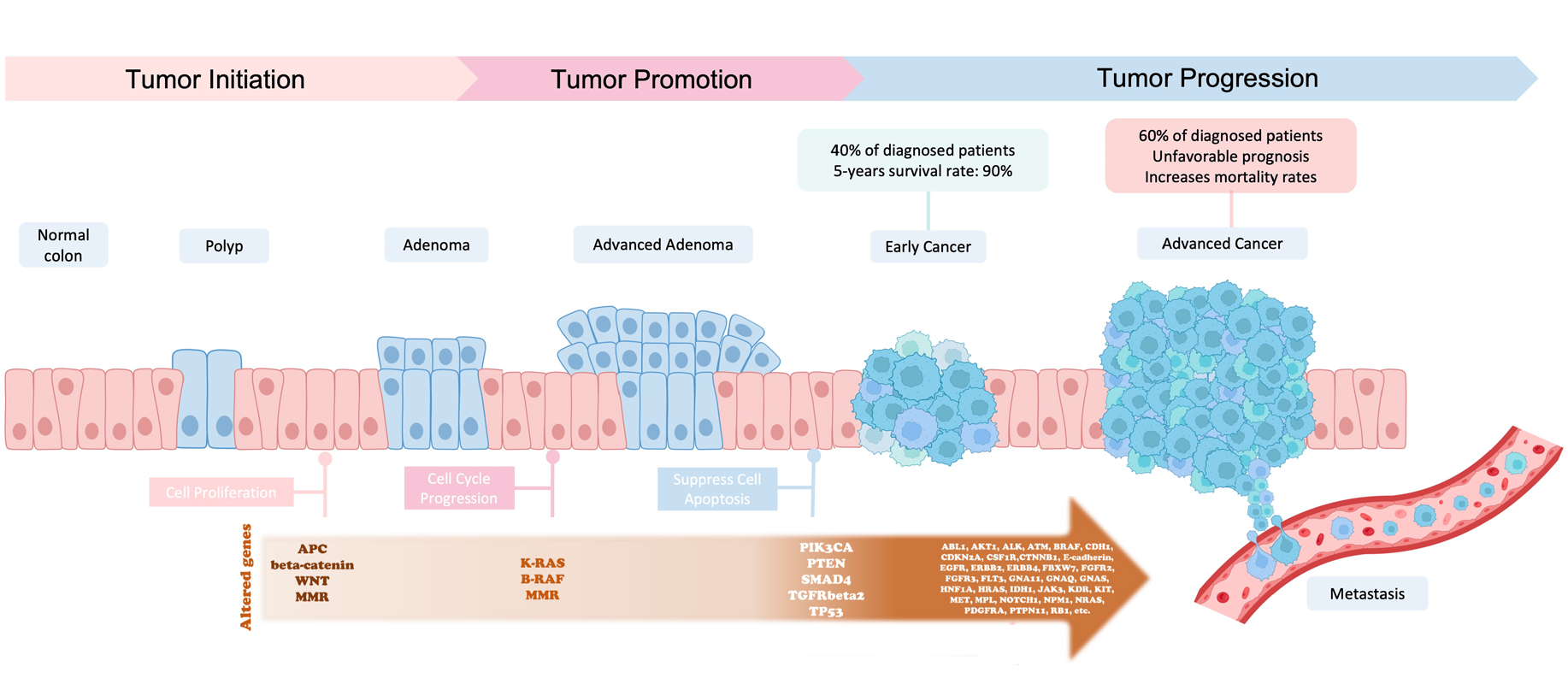 Accumulation of mutations advancing colorectal  cancer development