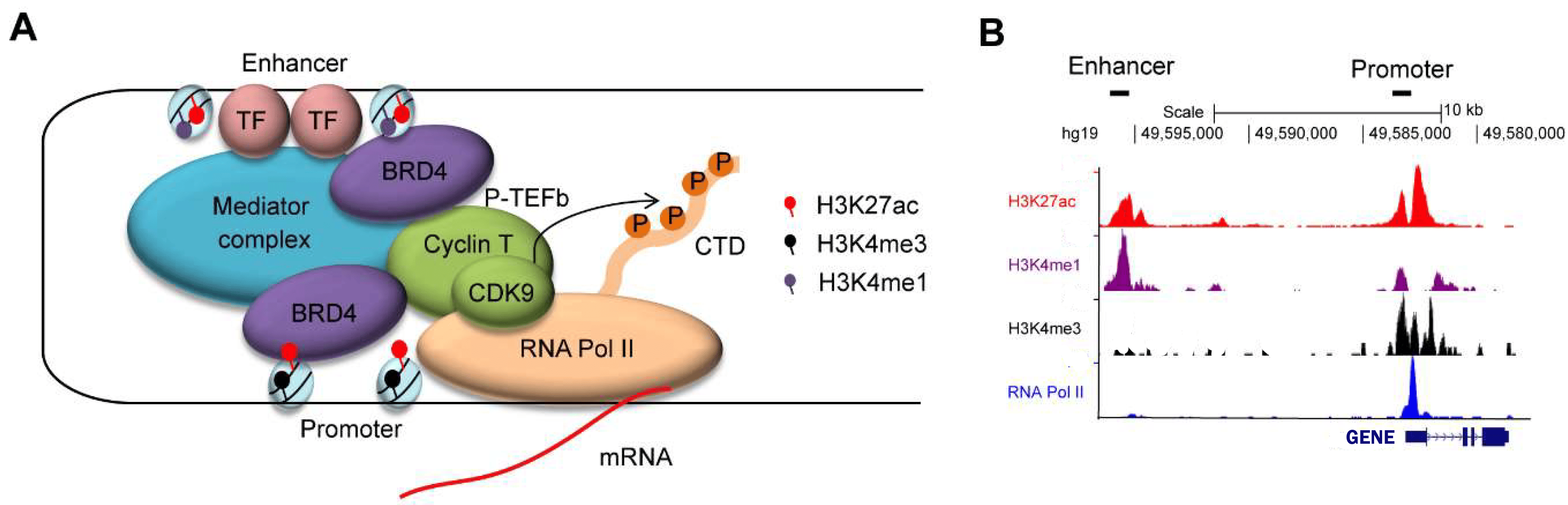 The histone modifications of active promoter sites and  (super-)enhancers of a gene