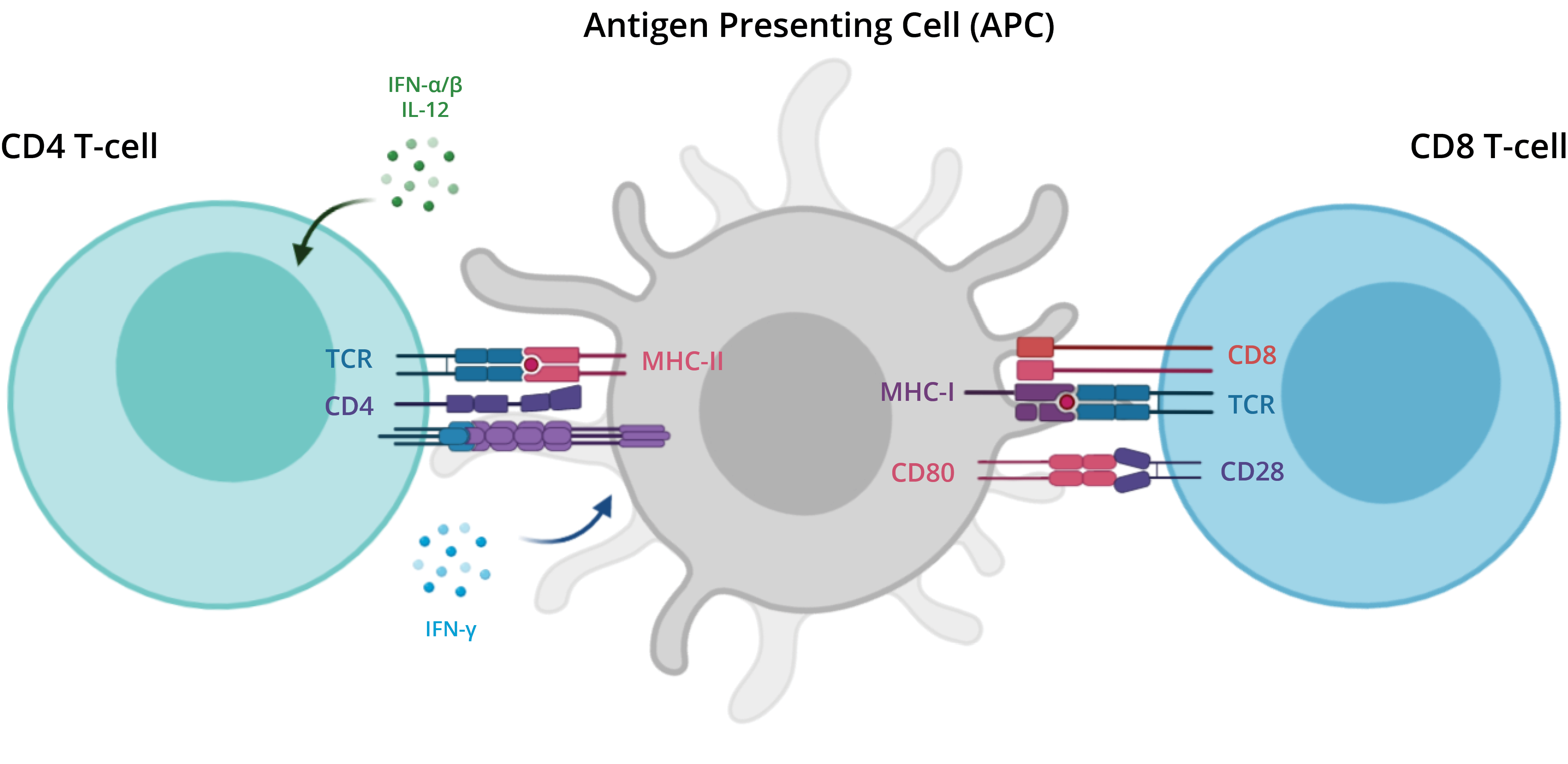 Figure 2: CD4 co-receptors are expressed on the surface of helper T cells and CD8 co-receptors are expressed on the surface of cytotoxic T cells. (Source: AssayWise Letters | 9.2)