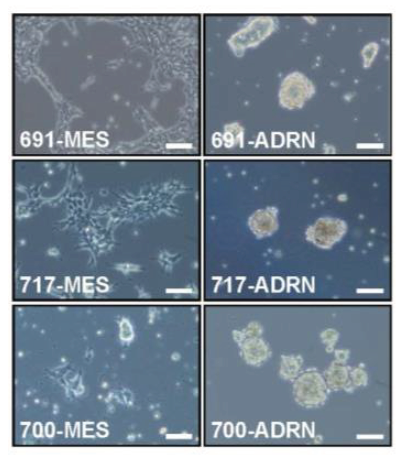 Figure 4: Bright field image of isogenic cell line pairs.