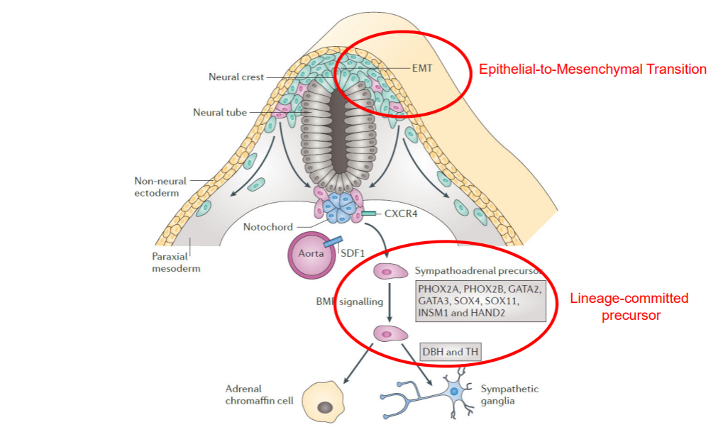 Figure 5: Development of the sympatho-adrenal lineage from the neural crest
