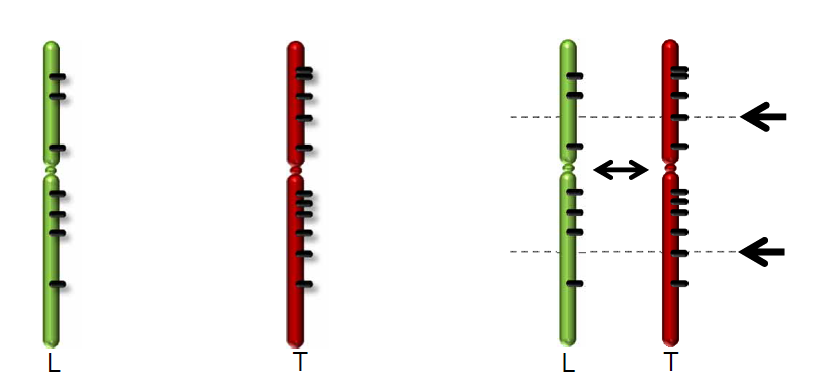 Figure 2: Comparing Tumor data with the reference genome from Lymphocytes.
