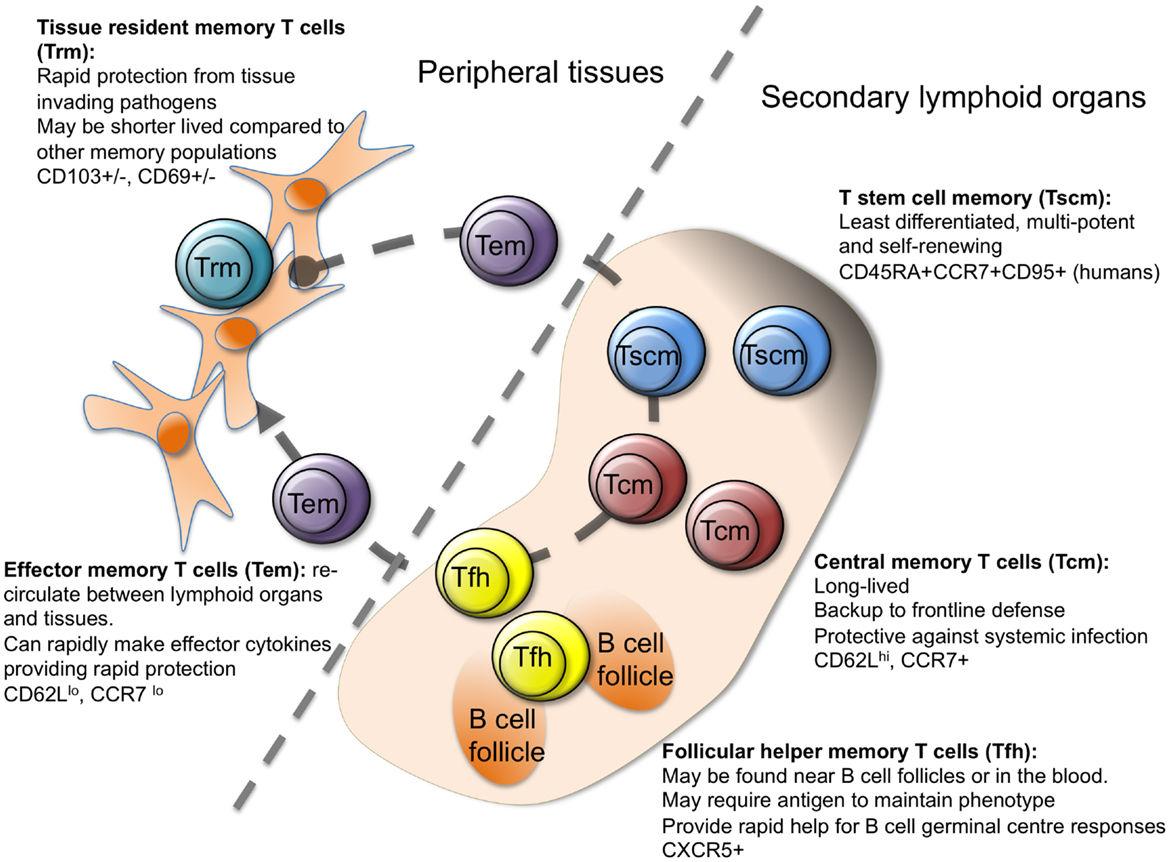 Figure 3: Differentiation of T-cells, each subtype having its specific role in the immune system.
