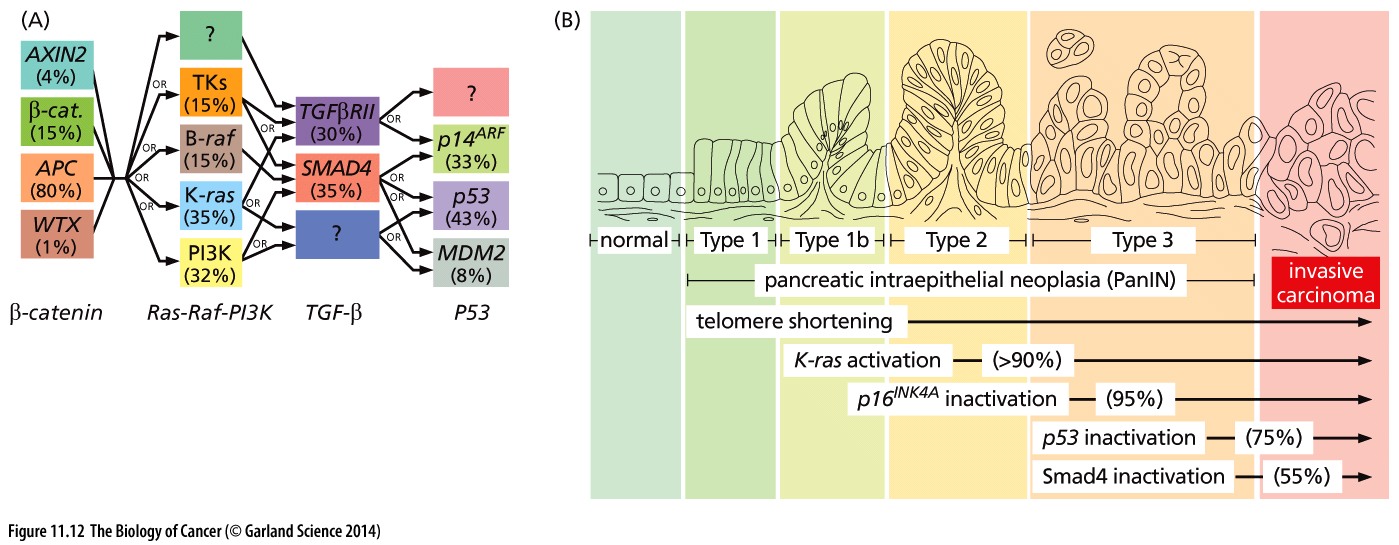 Figure 2: Mutation paths during cancer progression.
